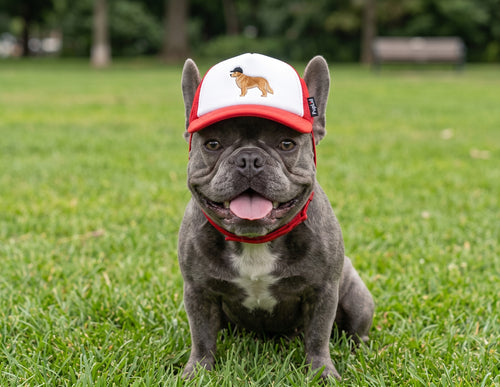 Dog Hat Trucker Cap with Ear Holes & Chin Strap